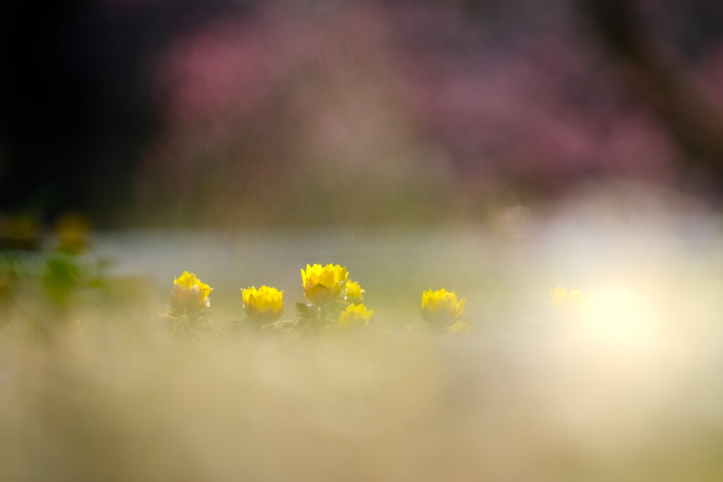 福寿草～越生梅林1