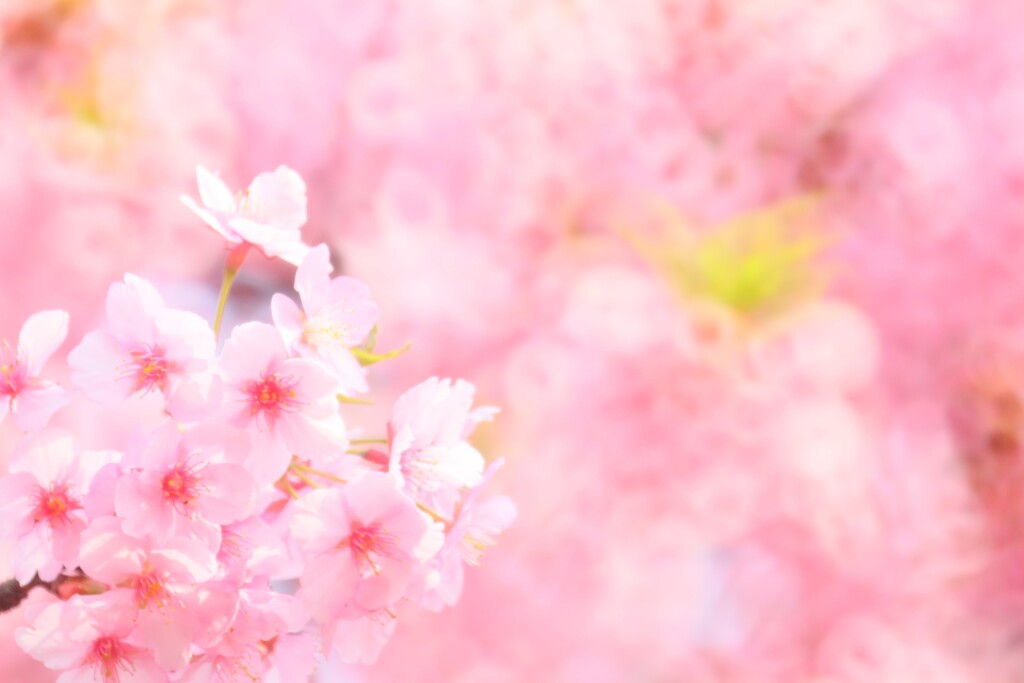 桜散歩～晴れ