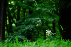 ヤマユリ～森林公園2