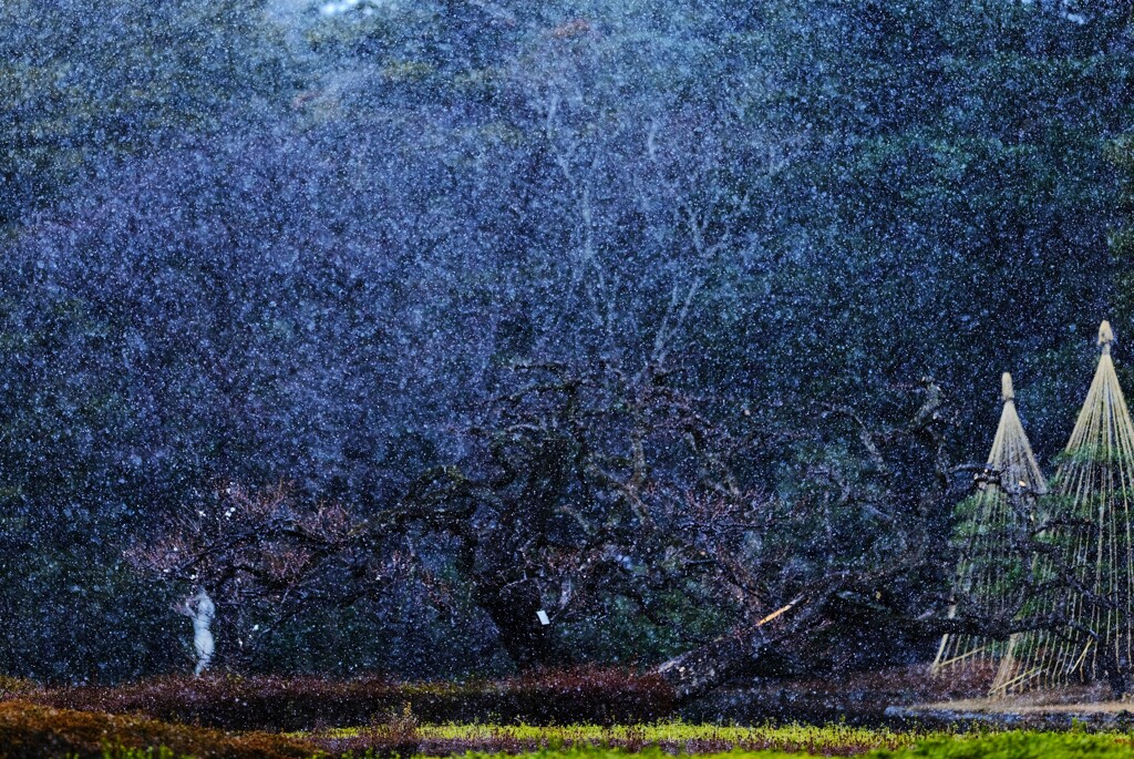 雪梅～神代植物公園２