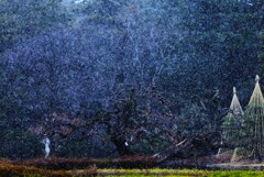 雪梅～神代植物公園２