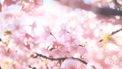 近所の河津桜が咲きました1
