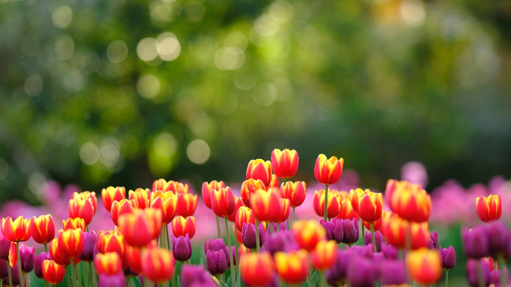 花菜ガーデン～アイスチューリップ1