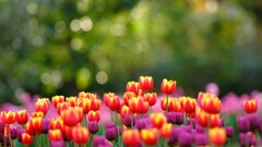 花菜ガーデン～アイスチューリップ1