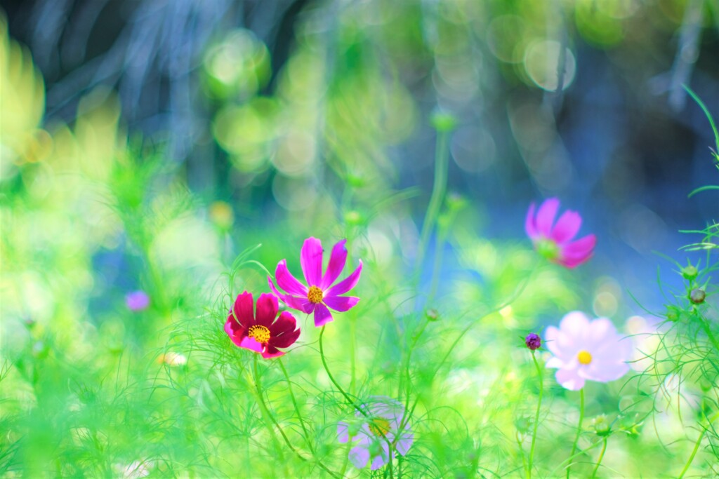 コスモス街道～佐久　見頃始め