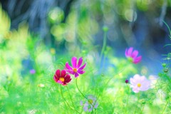 コスモス街道～佐久　見頃始め