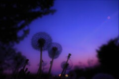 dandelion fluff blue moment