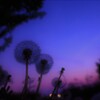 dandelion fluff blue moment
