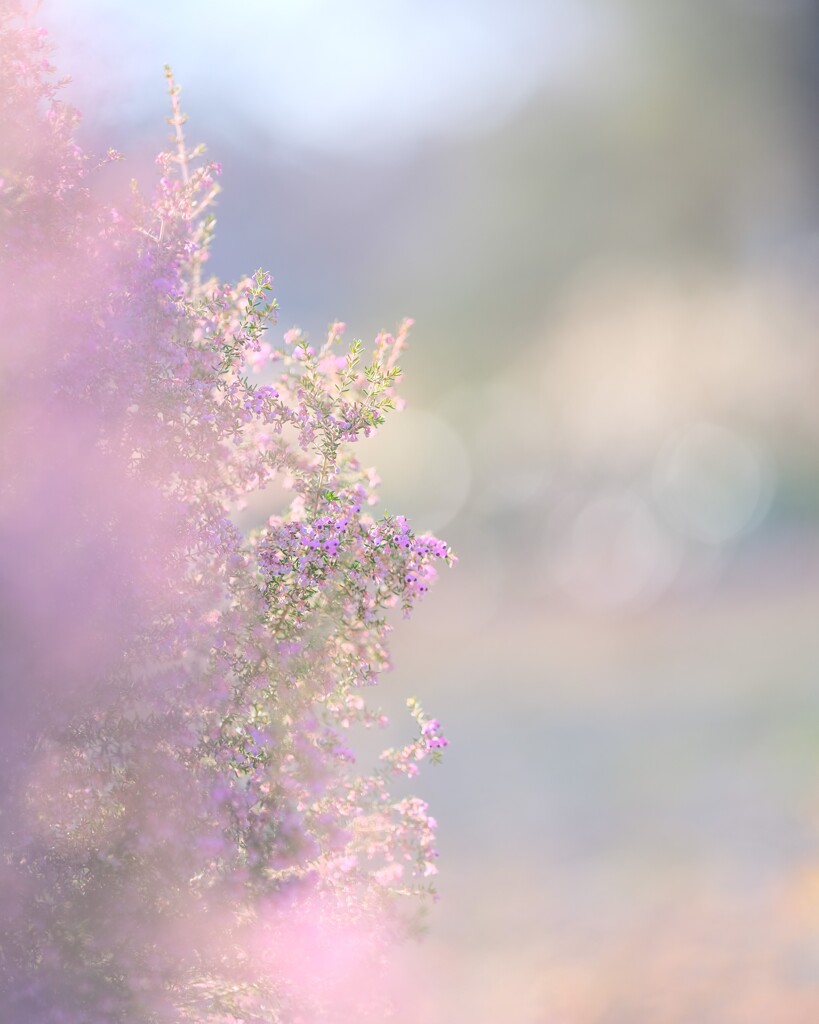 エリカ～新宿御苑