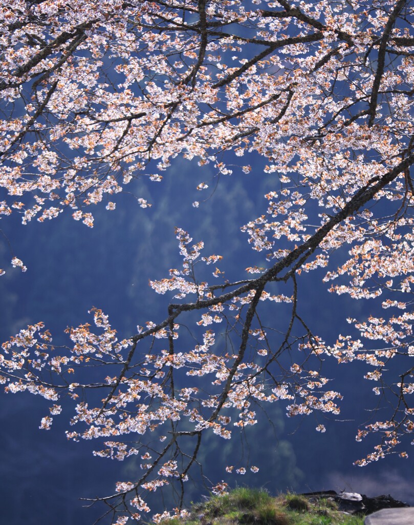 山桜～奥多摩湖