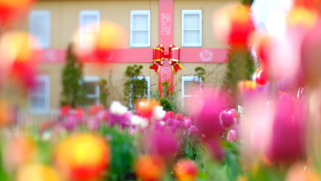 花菜ガーデン～アイスチューリップ4