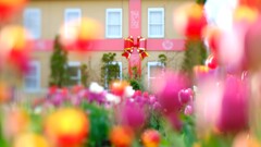 花菜ガーデン～アイスチューリップ4