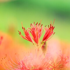 咲きかけ彼岸花～さくら堤公園2