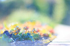 ビオラ～国営武蔵丘陵森林公園