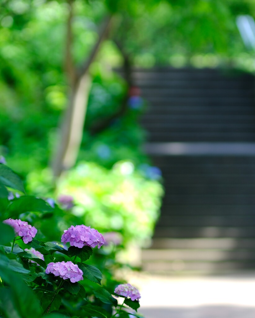 紫陽花～府中市郷土の森博物館4