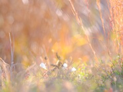 原種系スイセン(ナルキッスス・カンタブリクス)～昭和記念公園3