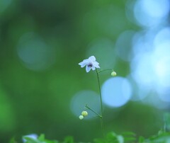 レンゲショウマ～御岳山(咲始め)