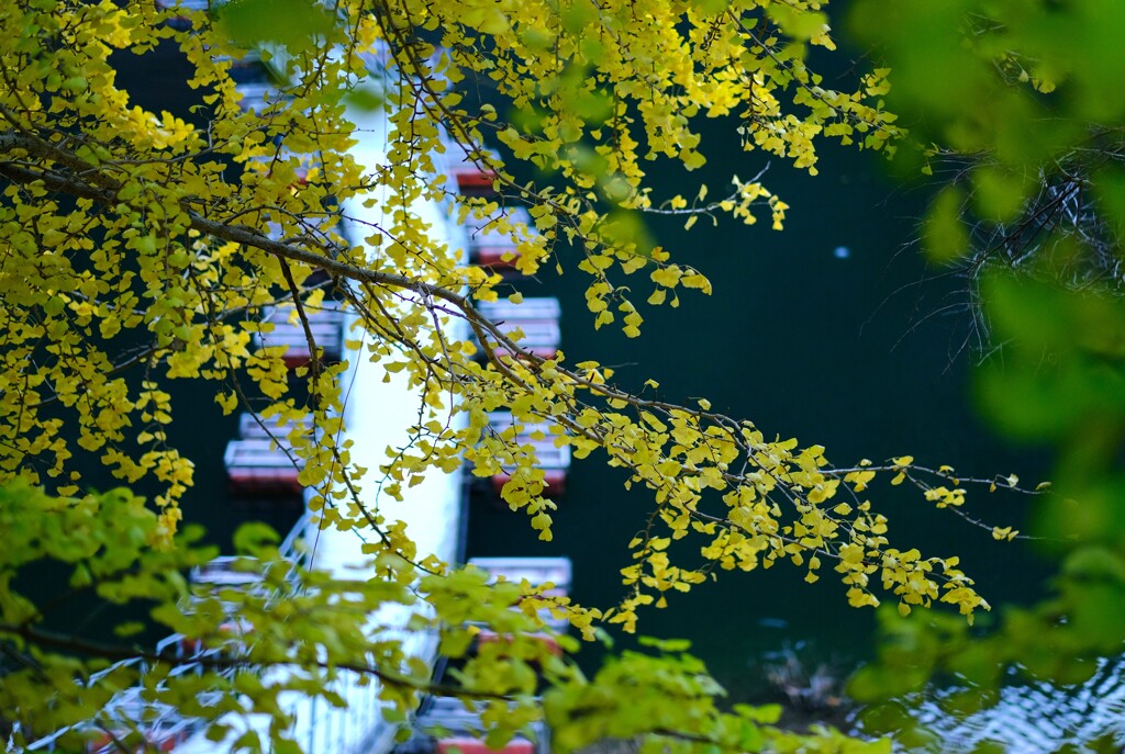 okutamako koyo～奥多摩湖紅葉