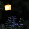 夜紫陽花～高幡不動