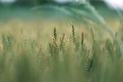吹上　～麦