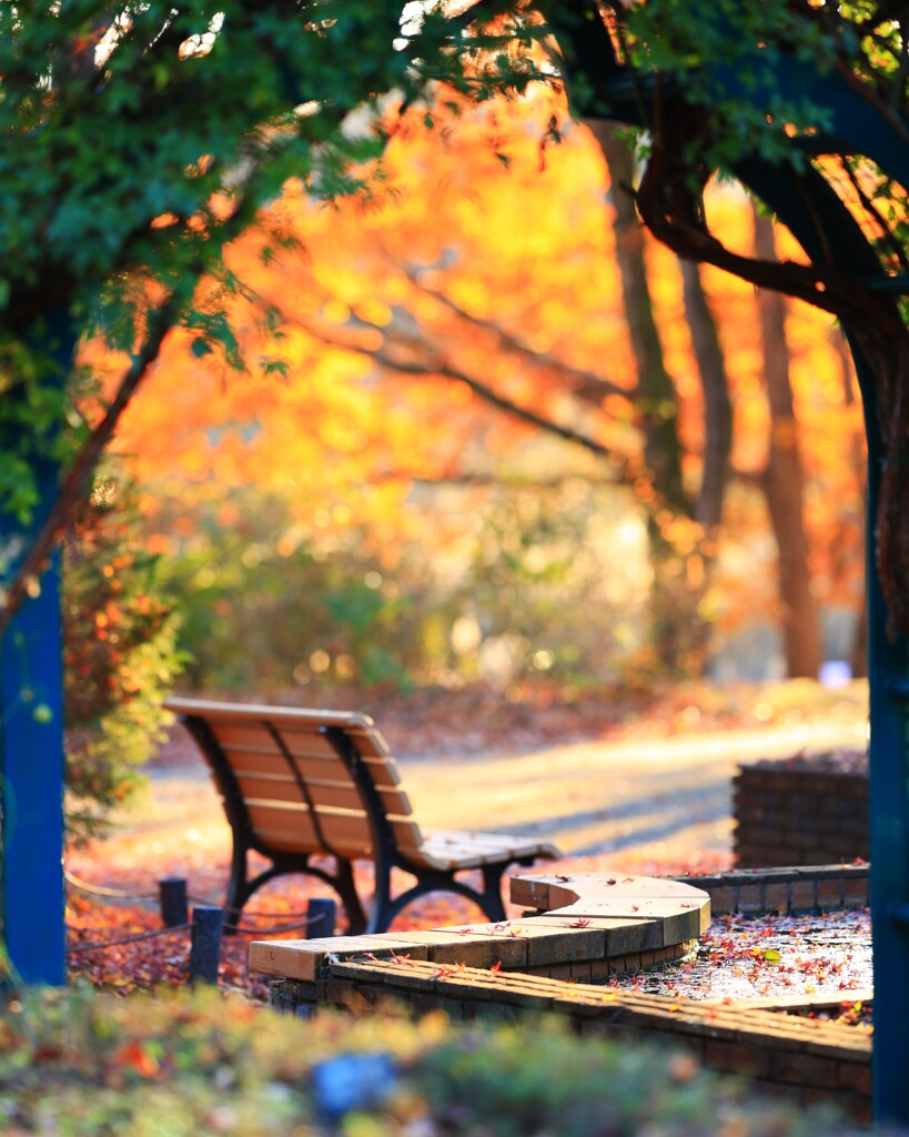 昭和記念公園～紅葉ベンチ１