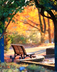 昭和記念公園～紅葉ベンチ１