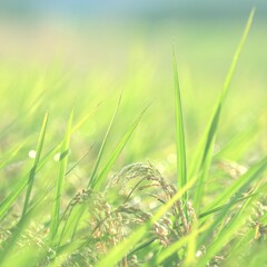 お米、、もう少しです♪