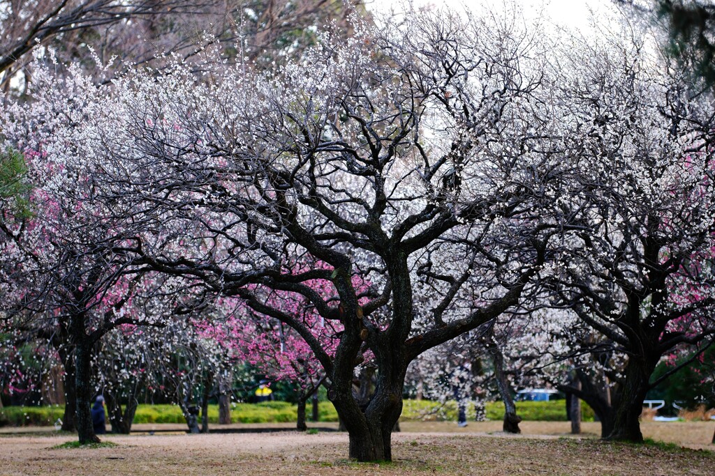梅～小金井公園1