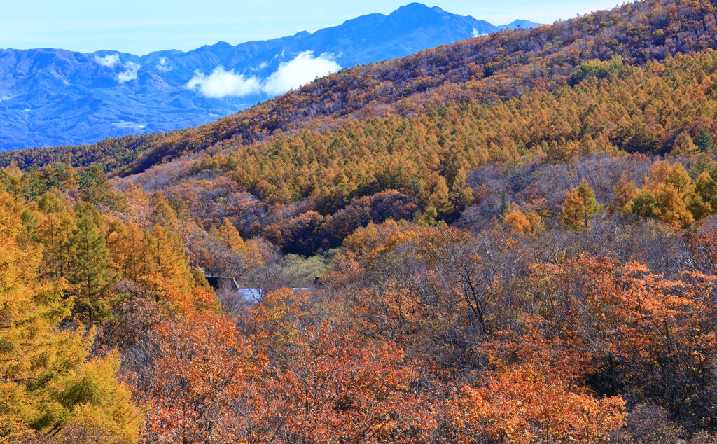 八千穂高原～八ケ嶺橋のカラマツ１