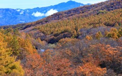 八千穂高原～八ケ嶺橋のカラマツ１
