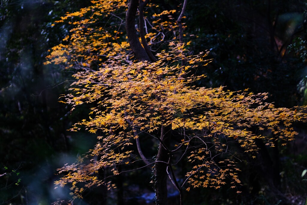 嵐山渓谷紅葉6
