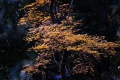嵐山渓谷紅葉6