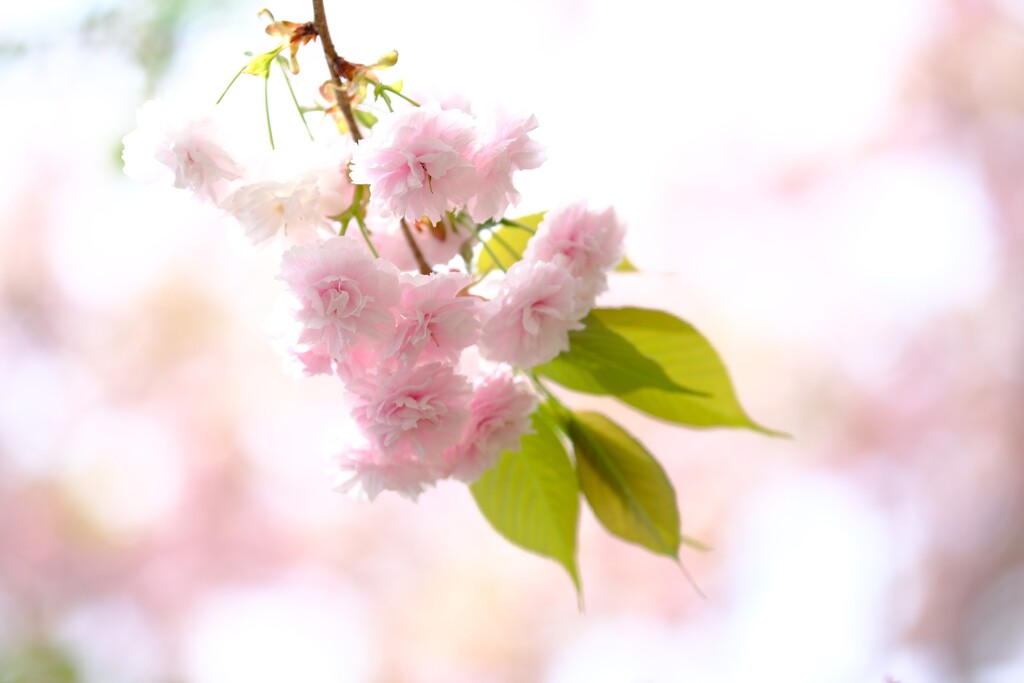 八重咲桜～遅咲きの春2
