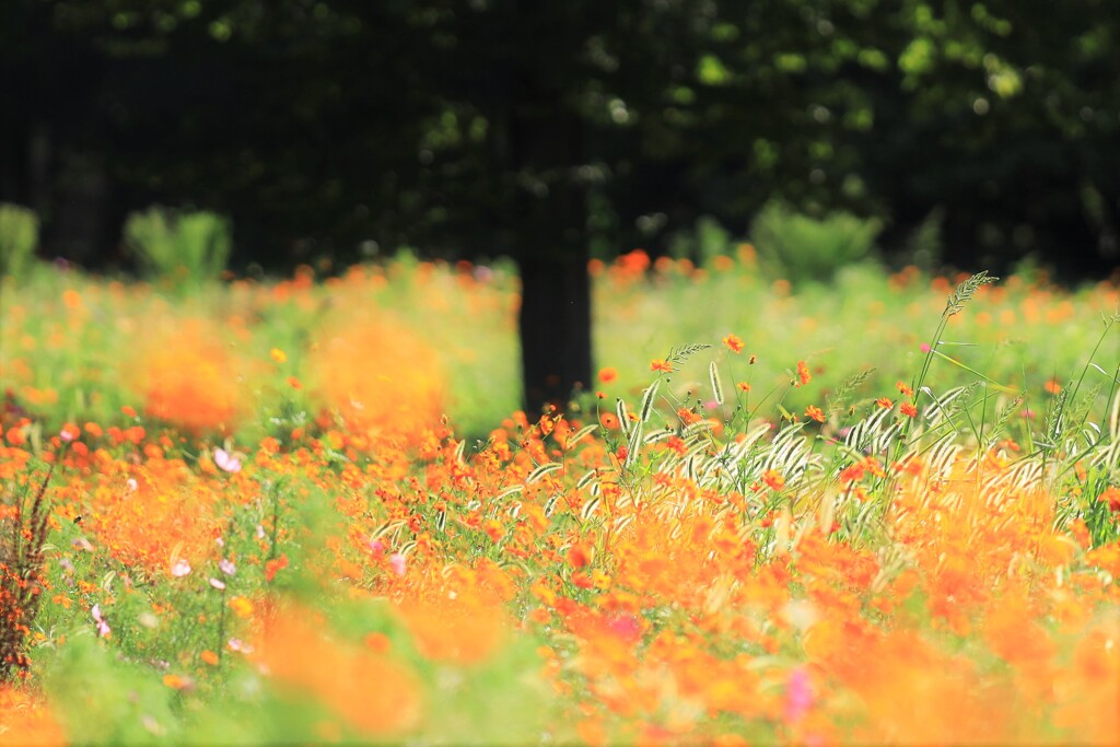キバナネコジャラシ～昭和記念公園