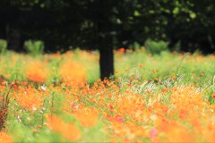 キバナネコジャラシ～昭和記念公園