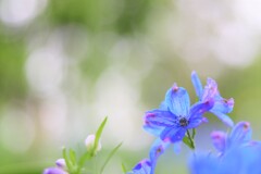 delphinium