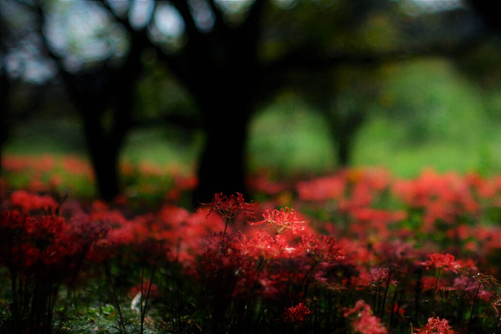 彼岸花見頃～吉見さくら堤公園