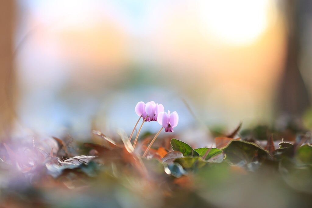 みずほエコパーク～原種シクラメン1(咲き始め)