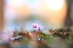 みずほエコパーク～原種シクラメン1(咲き始め)