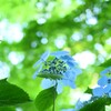 mori no ajisai