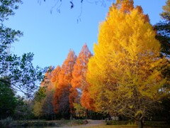 智光山公園～紅葉