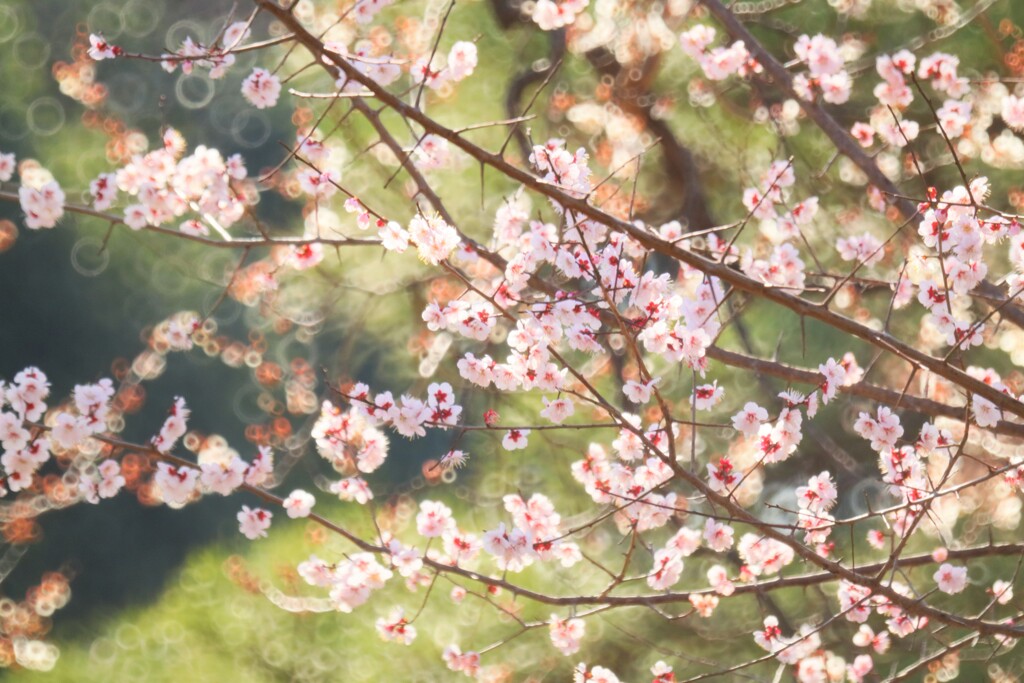 梅～小金井公園