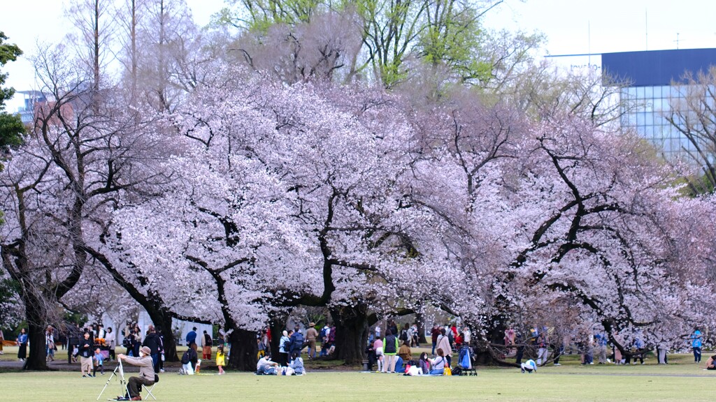 桜～新宿御苑2