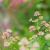 Astrantia