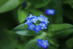 forget-me-not