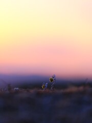 夕焼けの、、なんだろう