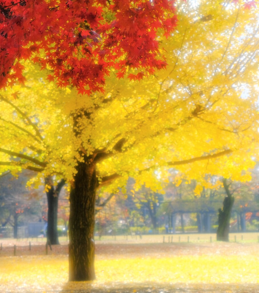 lunch time park～お昼の公園