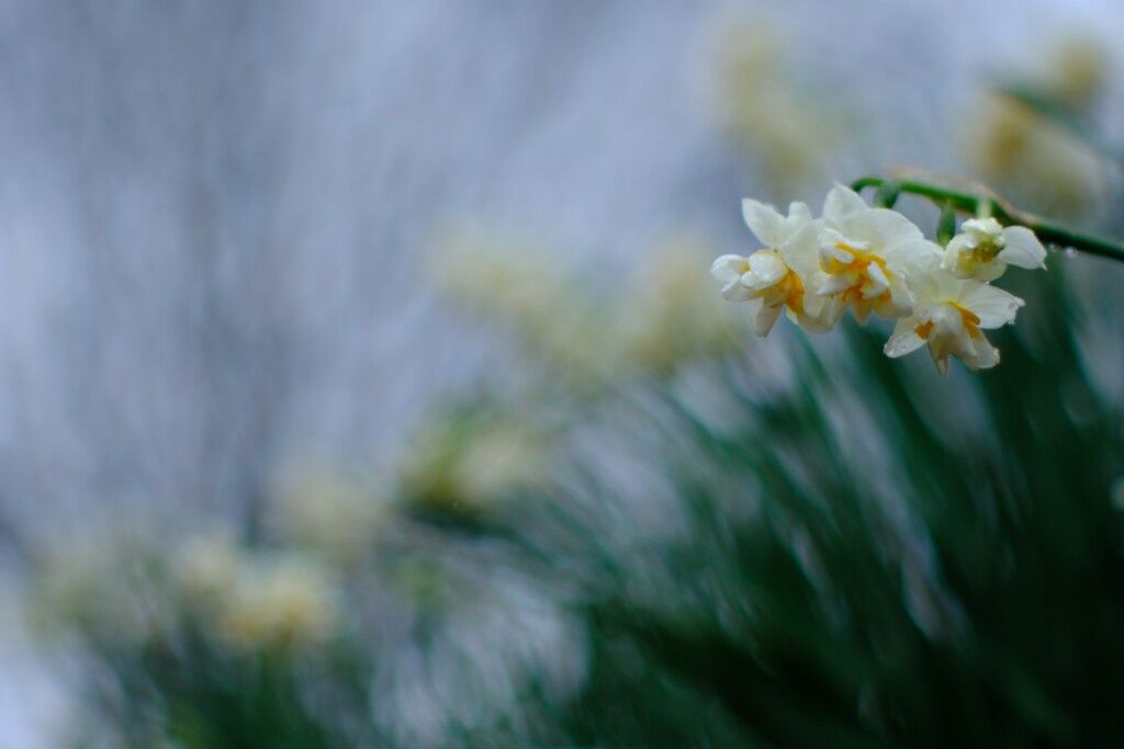 八重咲水仙～二宮2