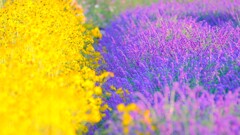 ヤナギバヒマワリとアメジストセージ～鼻高展望花の丘1