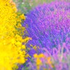ヤナギバヒマワリとアメジストセージ～鼻高展望花の丘1
